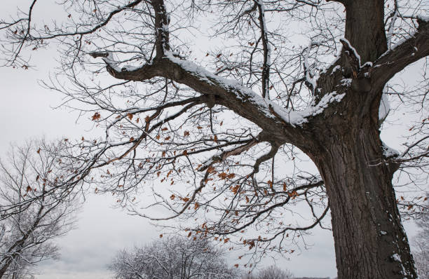 istock Snow covered branches on a mature tree on a winter's day. 1208416418