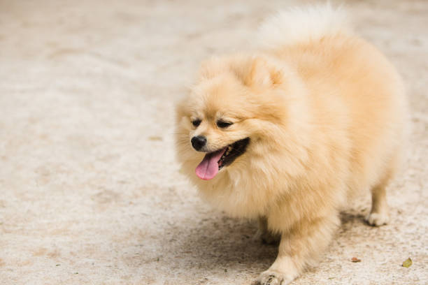 istock Spitz is a category of dog breeds resembling the wolf, characterized by double coat, erect ears and pointed muzzle 1208417011