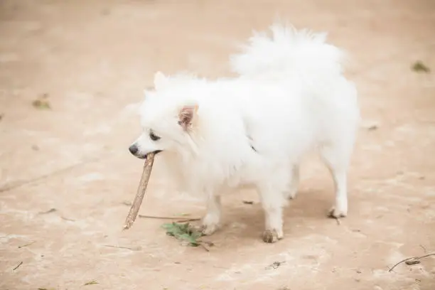 White Pomeranian Lulu playing with a stick.