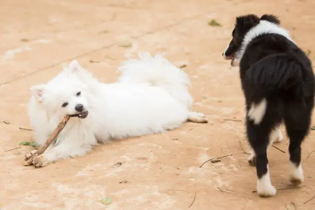 White Pomeranian Lulu playing with a stick in the company of a black and white Shetland Shepherd.
