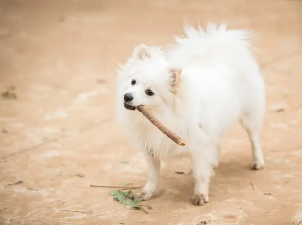 White Pomeranian Lulu playing with a stick.