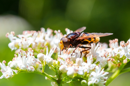 A bee, hornet is sitting and  feeding or pollinate white flowers
