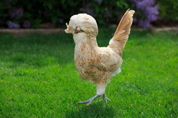 what is the most beautiful chicken in the world - Polish