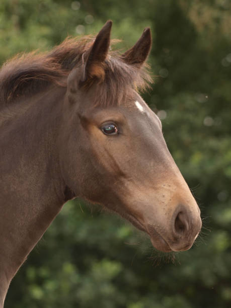 istock Pretty Horse Headshot 1208419185