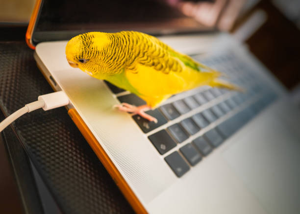 Budgerigar parakeet standing on a key board of a laptop computer looking at the power cable with curisoity Budgerigar parakeet standing on a key board of a laptop computer looking at the power cable with curisoity budgerigar photos stock pictures, royalty-free photos & images
