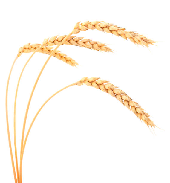 istock Bunch of ripe wheat ears. 1208419914