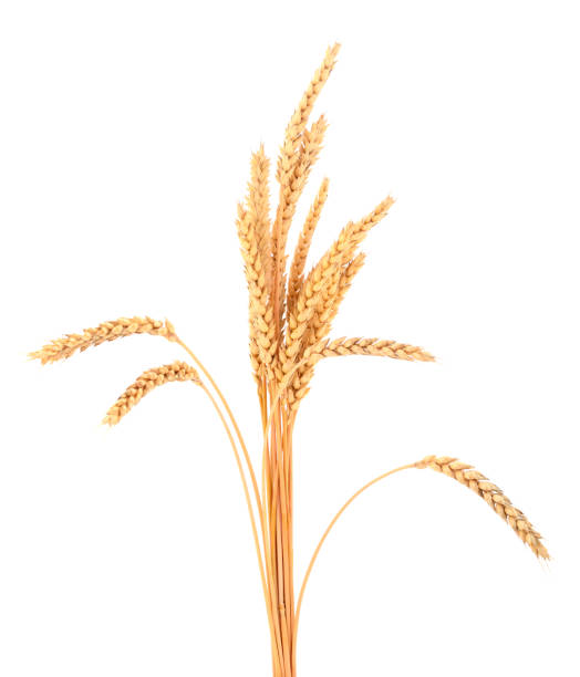 istock Bunch of ripe wheat ears. 1208420636