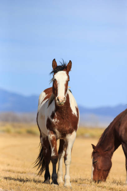 istock Horses in a Field 1208421181