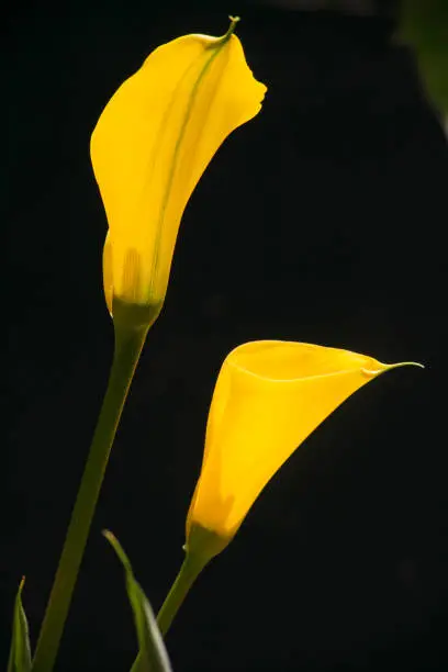 Photo of Yellow Arum Lily Zantedeschia elliottiana 1
