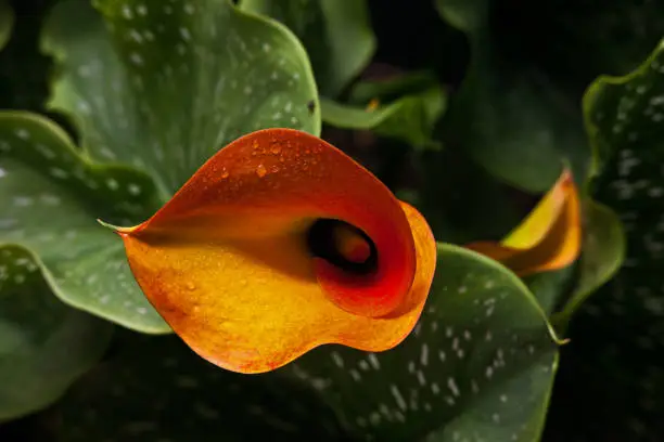 Photo of Arum Lily (Zantedeschia pentlandii) hybrid 3