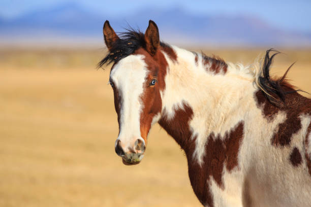 istock Brown and White Pinto Horse 1208421497