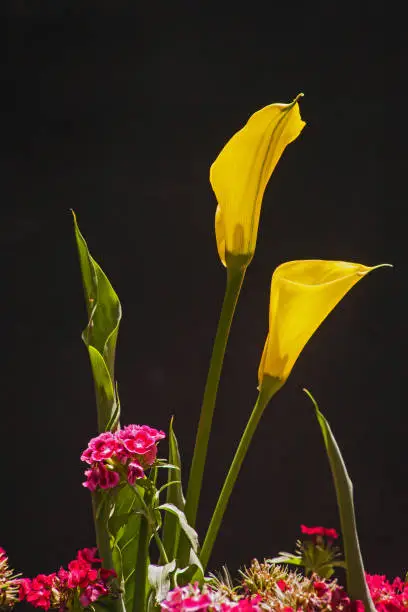 Photo of Yellow Arum Lily Zantedeschia elliottiana 2
