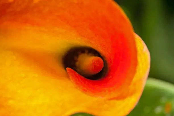 Photo of Arum Lily (Zantedeschia pentlandii) hybrid 2