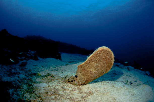 Underwater portrait of a scuba diver with full professional photo equipment under the sea.