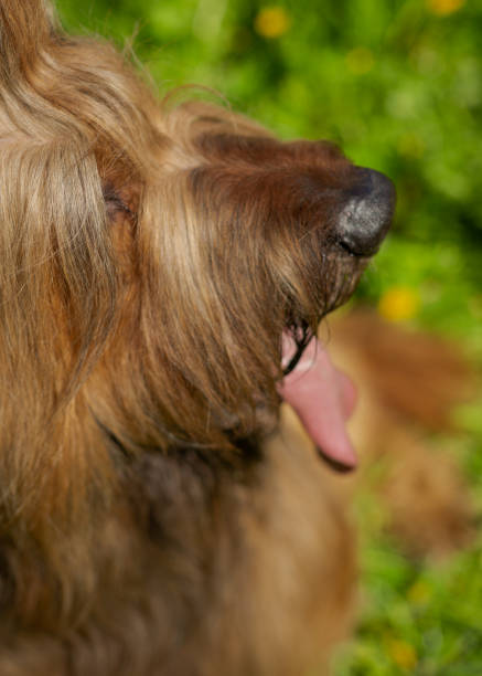istock A red shepherd dog, briar is playing on the spring meadow. 1208422341