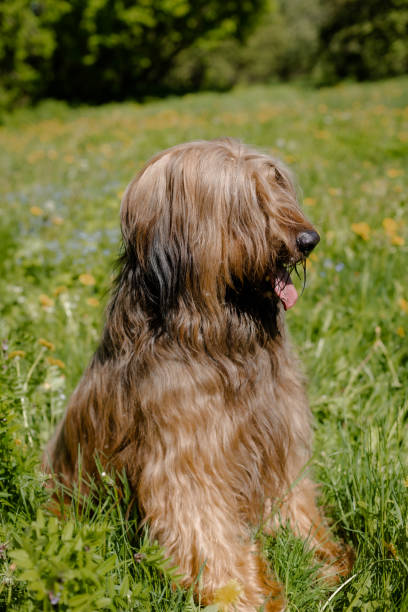 istock A red shepherd dog, briar is playing on the spring meadow. 1208422514