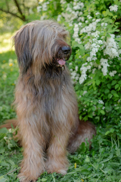 istock A red shepherd dog, briar is playing on the spring meadow. 1208422539