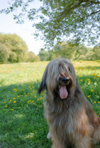 istock A red shepherd dog, briar is playing on the spring meadow. 1208422602