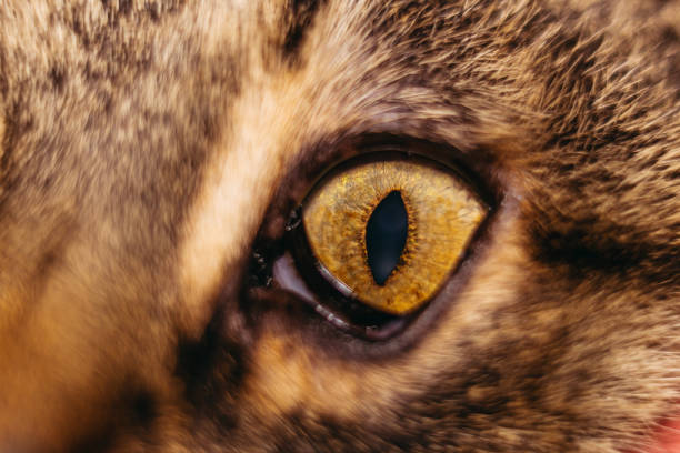 istock Macro shot. A closeup of a cat's eye. 1208422611