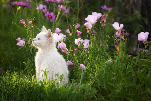A white kitten sits in a flower garden in springtime.