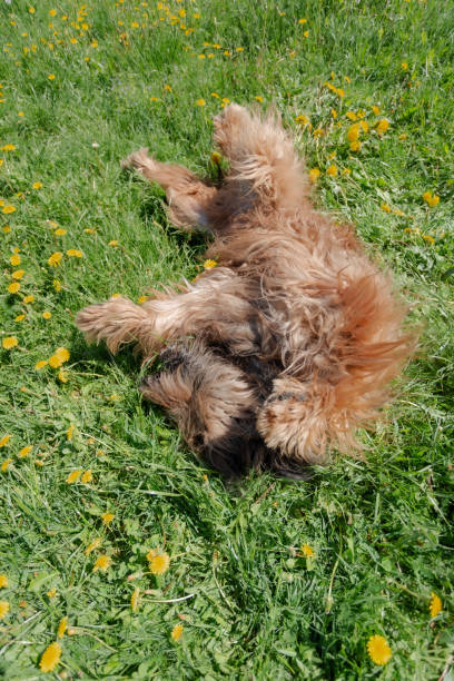 istock A red shepherd dog, briar is playing on the spring meadow. 1208422649