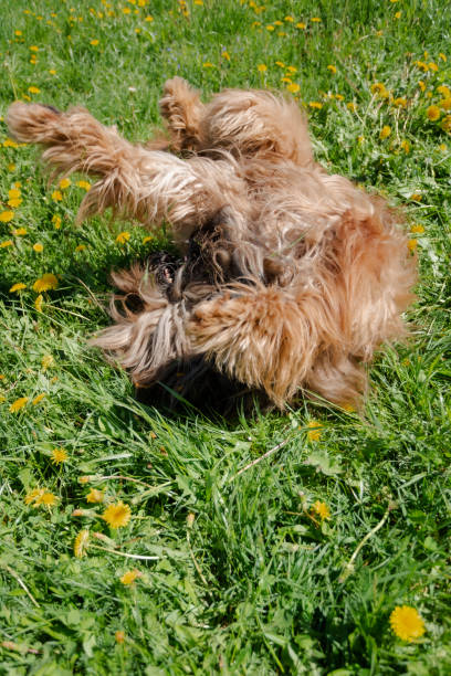 istock A red shepherd dog, briar is playing on the spring meadow. 1208422803