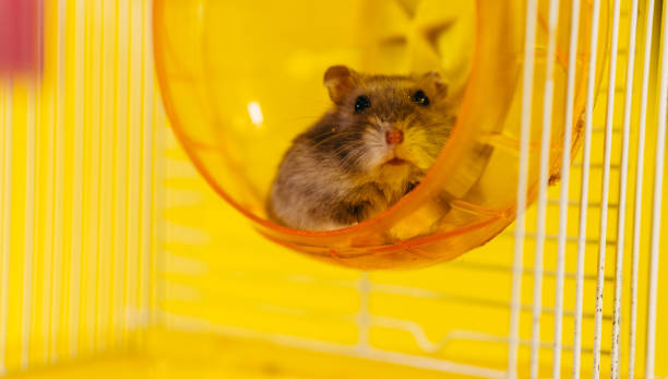 istock Hamster. A hamster sits in a cage for a hamster. 1208423017