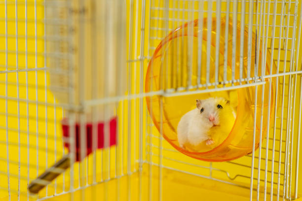 istock Hamster. A hamster sits in a cage for a hamster. 1208423738