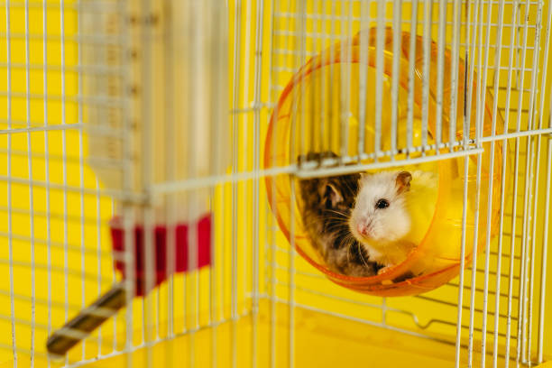 istock Hamster. A hamster sits in a cage for a hamster. 1208423825