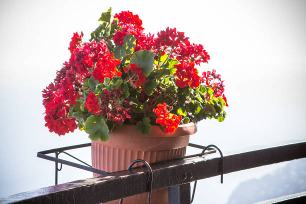 Flower pot on the handhold of the view point to the Positano coastline, Italy