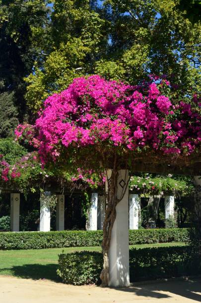 istock Maria Luisa Park, Seville 1208426860