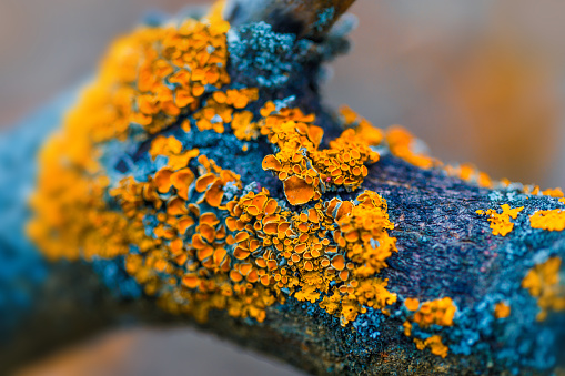 yellow lichen on dry tree branch in autumn forest