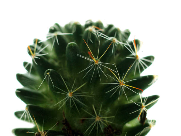 istock Green cactus, living plant, macro spines 1208427406