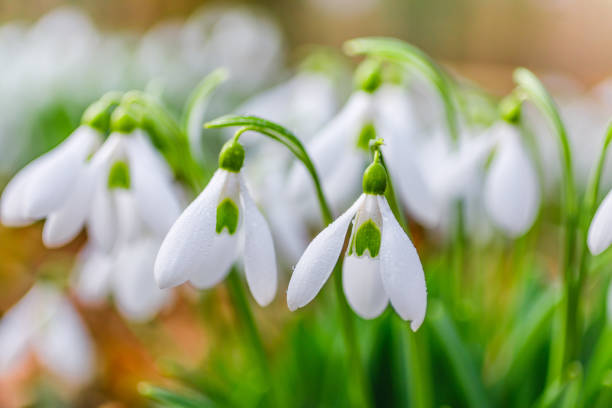 istock White snowdrops flowers detail close-up 1208427411