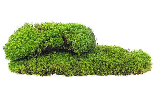 istock Green mossy hill isolated on a white background 1208430367