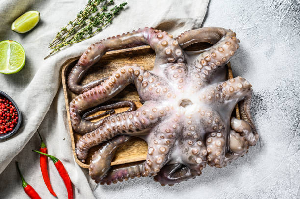 istock Fresh octopus ready for cooking. Organic seafood. Gray background. Top view 1208430629