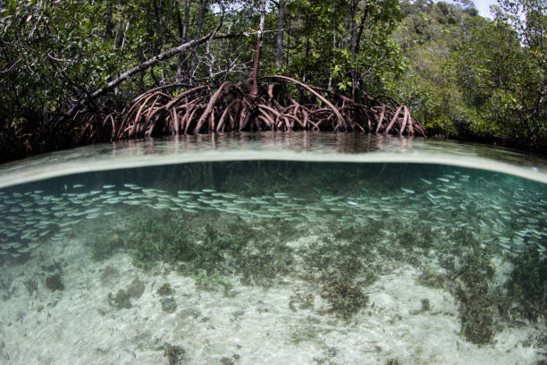 istock Fish Swimming Through Mangrove in Raja Ampat 1208431684