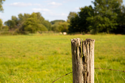 Close-up of an old wooden post on a pasture