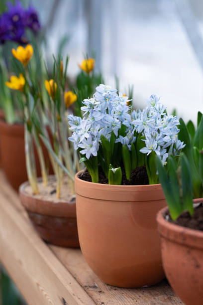 istock Magic light blue hyacinths potted on wooden background with a copy space, selective focus 1208432148