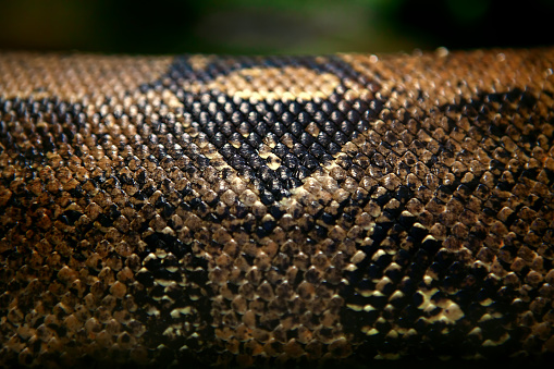 background of anaconda snake in the natural area