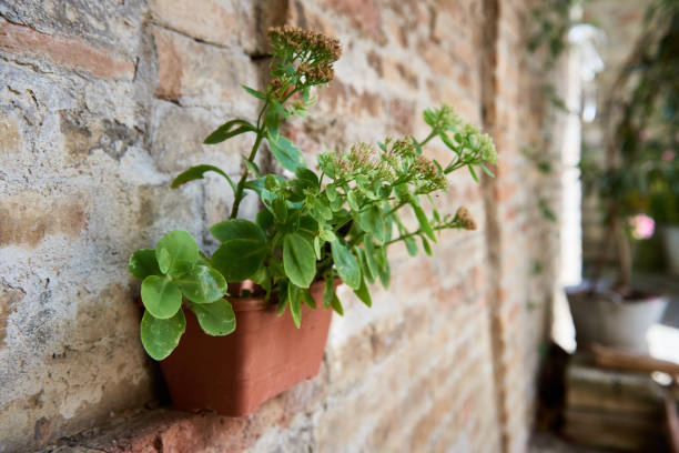 istock Small evergreen potted plant against brown brick wall 1208435500
