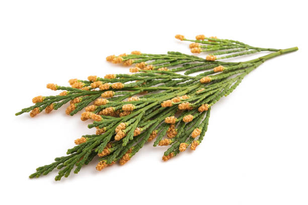 California incense cedar branch (Calocedrus decurrens) isolated on white