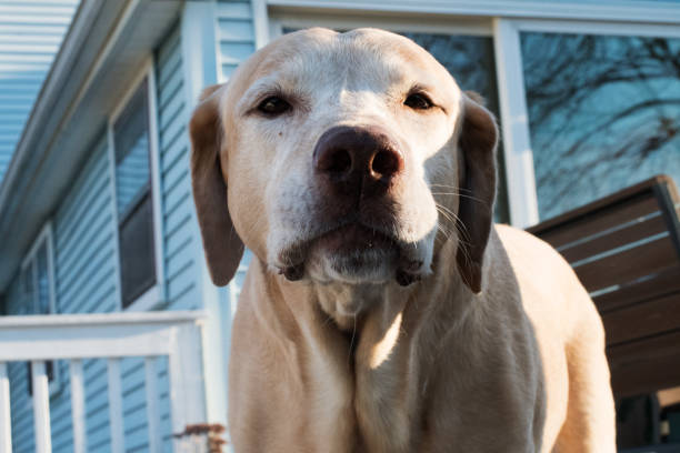 istock Happy Yellow Lab posing for the camera 1208435858