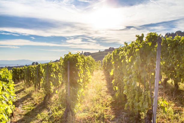 istock Vineyards in Lavaux region, Switzerland 1208437663