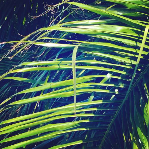 This is a color photograph of a Miami Beach palm frond detail seen close up on a sunny winter day in Florida.