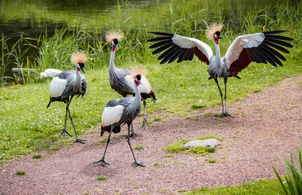 west african crowned crane or Balearica pavonina