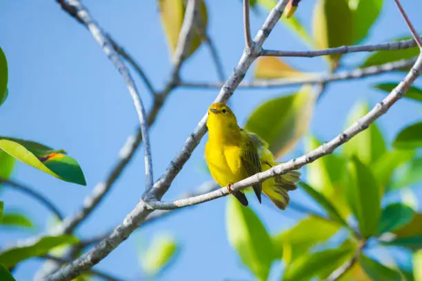 Yellow Warbler in Galapagos