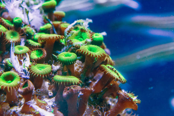 Zoanthus sp. green, pink, corals, Zoanthids, Zoos, Zoanthid Polyps, Sea Mats, Button Polyps