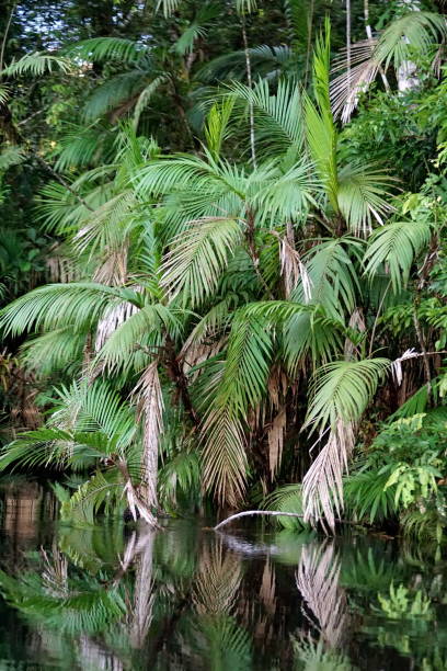 istock Vegetation in a flooded jungle 1208440781