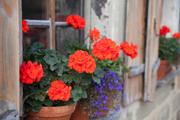 istock Red storksbill flowers in flower pots on a window sill 1208440898